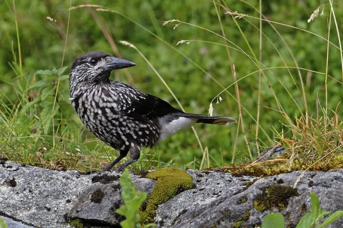 Framed Print : Nutcracker (Nucifraga caryocatactes) perched on a rock, Switzerland. August Framed Print : Nutcracker (Nucifraga caryocatactes) perched on a rock, Switzerland. August