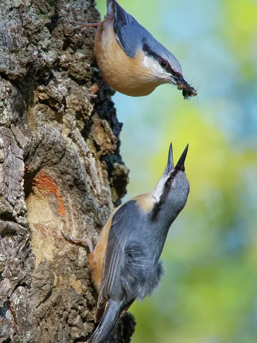 Framed Print : Nuthatches (Sitta europaea) pair, courtship feeding, female emerging from nest hole in a hollow tree trunk calling, male offering a beakful of insects to female, Forest of Dean