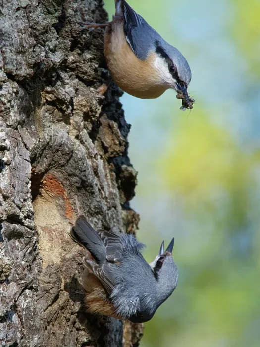 Framed Print : Nuthatches (Sitta europaea) pair, courtship feeding, female emerging from nest hole in a hollow tree trunk calling, male offering a beakful of insects to female, Forest of Dean Framed Print : Nuthatches (Sitta europaea) pair, courtship feeding, female emerging from nest hole in a hollow tree trunk calling, male offering a beakful of insects to female, Forest of Dean