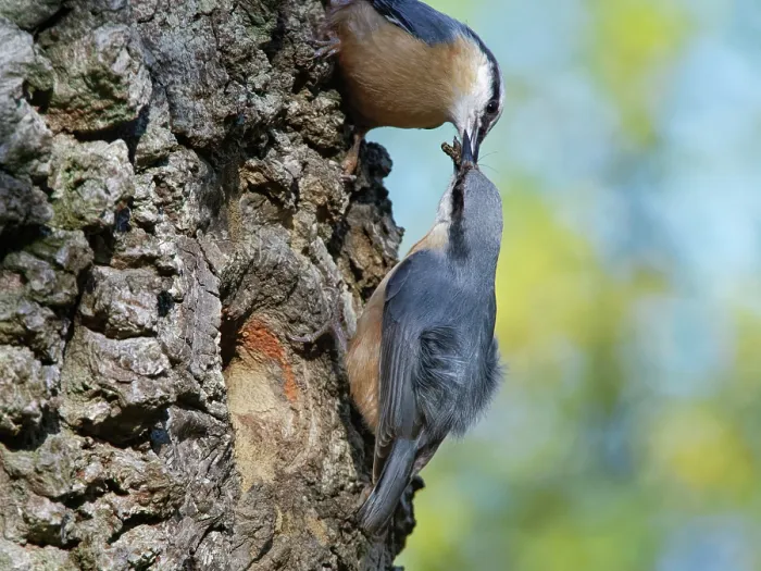 Framed Print : Nuthatches (Sitta europaea) pair, courtship feeding, male feeding beakful of insects to female beside their nest hole in a hollow tree trunk, Forest of Dean, Gloucestershire Framed Print : Nuthatches (Sitta europaea) pair, courtship feeding, male feeding beakful of insects to female beside their nest hole in a hollow tree trunk, Forest of Dean, Gloucestershire