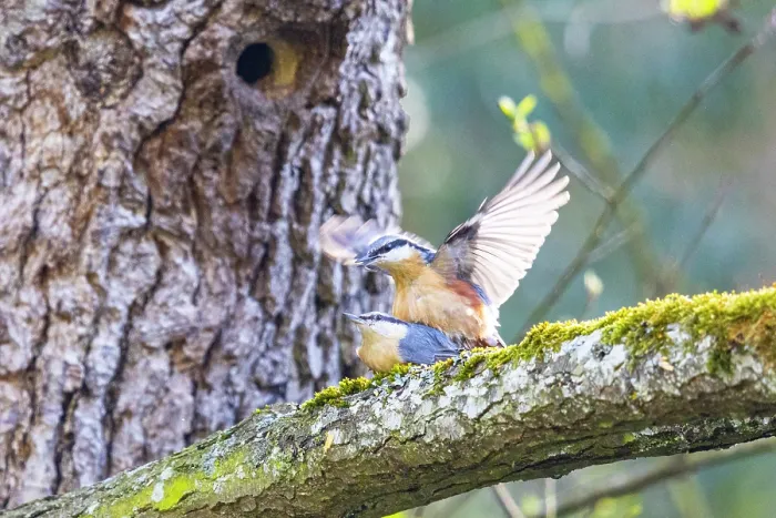 Framed Print : Nuthatches (Sitta europaea) pair on branch mating, Germany. April Framed Print : Nuthatches (Sitta europaea) pair on branch mating, Germany. April
