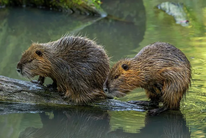 Framed Print : Two Nutrias (Myocastor coypus) resting on fallen tree trunk in pond, France. October. Captive, occurs in South America Framed Print : Two Nutrias (Myocastor coypus) resting on fallen tree trunk in pond, France. October. Captive, occurs in South America