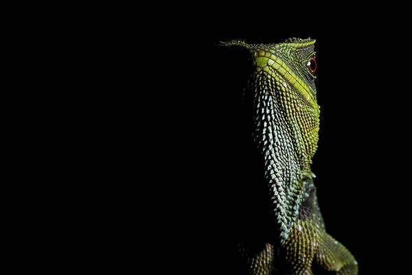 O Shaughnessys dwarf iguana  /  Red-eyed dwarf iguana (Enyalioides oshaughnessyi) portrait
