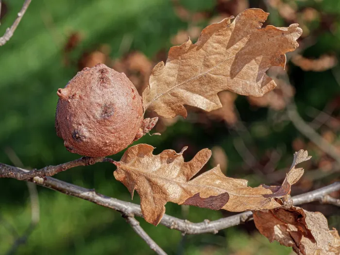 Framed Print : Oak gall on Oak (Quercus sp.) tree, Podere Montecucco, Orvieto, Umbria, Italy. January Framed Print : Oak gall on Oak (Quercus sp.) tree, Podere Montecucco, Orvieto, Umbria, Italy. January