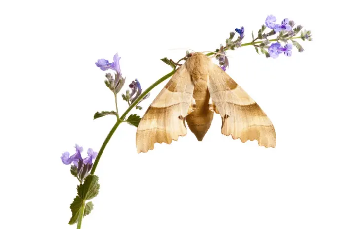 Framed Print : Oak hawkmoth (Marumba quercus) on flowering plant, Digne les Bains, France, May 2009 Framed Print : Oak hawkmoth (Marumba quercus) on flowering plant, Digne les Bains, France, May 2009