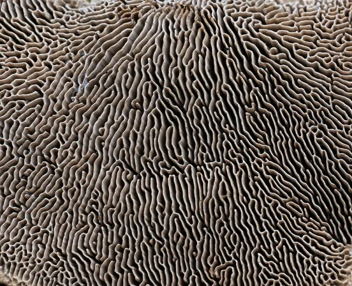 Framed Print : Oak mazegill fungus (Daedalea quercina) underside showing gills, Surrey, UK. April Framed Print : Oak mazegill fungus (Daedalea quercina) underside showing gills, Surrey, UK. April