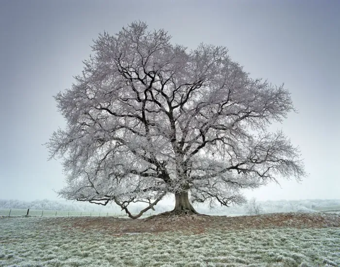 Framed Print : Oak (Quercus) covered with frost. Picardy, France Framed Print : Oak (Quercus) covered with frost. Picardy, France