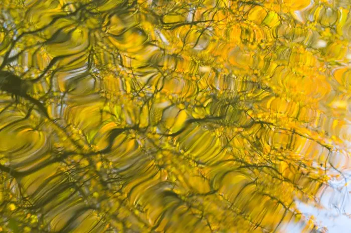Framed Print : Oak (Quercus robur) and Goat Willow (Salix caprea) leaves reflected in pool to create Framed Print : Oak (Quercus robur) and Goat Willow (Salix caprea) leaves reflected in pool to create