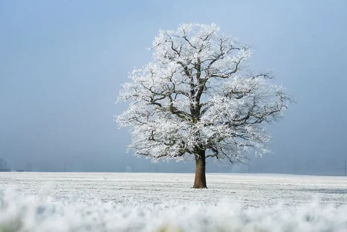 Framed Print : Oak (Quercus robur) tree covered in hoarfrost in frosty field in winter, Bavaria, Germany. January Framed Print : Oak (Quercus robur) tree covered in hoarfrost in frosty field in winter, Bavaria, Germany. January