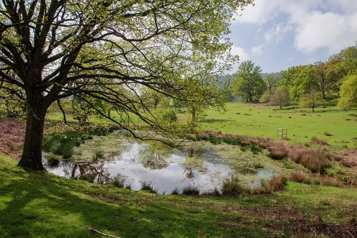Framed Print : Oak (Quercus robur) tree growing beside an Ice Age pond, formed during the Devensian glaciation, Moccas Park National Nature Reserve, Herefordshire, England, UK. April, 2022