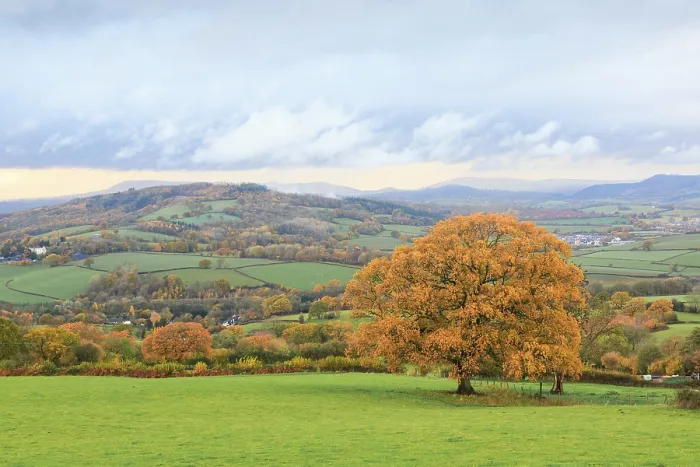 Framed Print : Oak (Quercus sp) tree and surrounding countryside in autumn. Near Monmouth, Monmouthshire, Wales, UK. November 2018 Framed Print : Oak (Quercus sp) tree and surrounding countryside in autumn. Near Monmouth, Monmouthshire, Wales, UK. November 2018