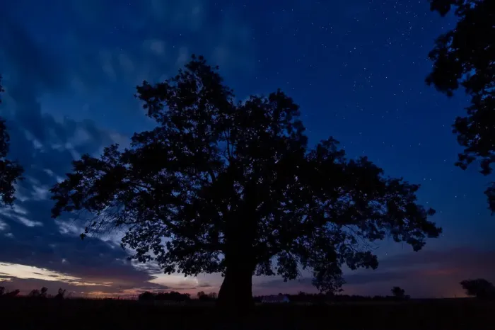 Framed Print : Oak tree, the oldest tree in Hortobagy National Park, Hungary, July 2009