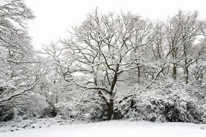 Framed Print : Oak tree (Quercus robur) covered in snow, Epping Forest, London, UK, January Framed Print : Oak tree (Quercus robur) covered in snow, Epping Forest, London, UK, January