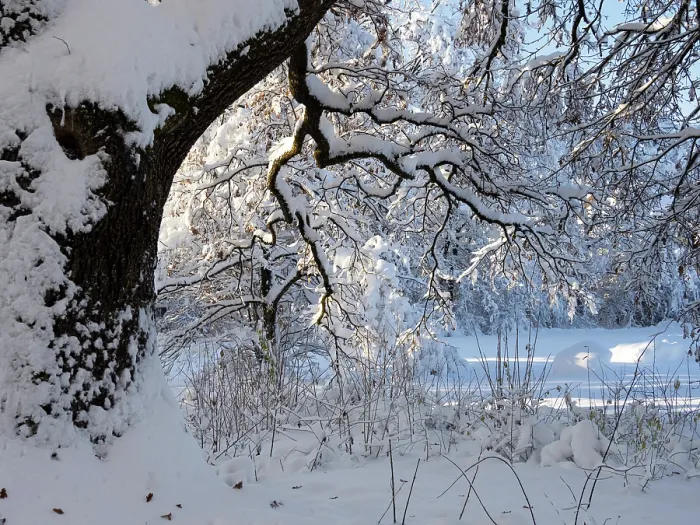 Framed Print : Oak tree (Quercus robur) covered in snow in winter, Bavaria, Germany. December Framed Print : Oak tree (Quercus robur) covered in snow in winter, Bavaria, Germany. December