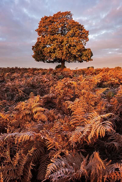 Oak tree (Quercus robur) growing among bracken (Pteridium aquilinum), autumn colour, The New Forest, Hampshire, UK. November 2016