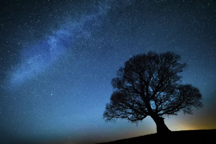 Framed Print : Oak tree (Quercus robur) silhouetted against night sky with stars, Brecon Beacons National Park Framed Print : Oak tree (Quercus robur) silhouetted against night sky with stars, Brecon Beacons National Park