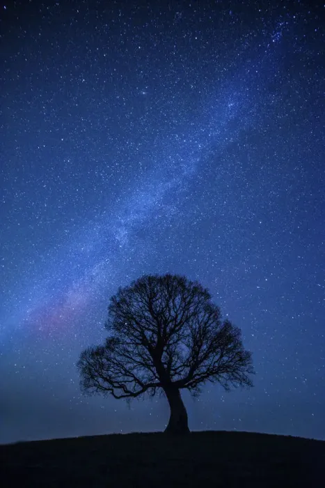 Framed Print : Oak tree (Quercus robur) silhouetted against night sky with stars, Brecon Beacons National Park Framed Print : Oak tree (Quercus robur) silhouetted against night sky with stars, Brecon Beacons National Park