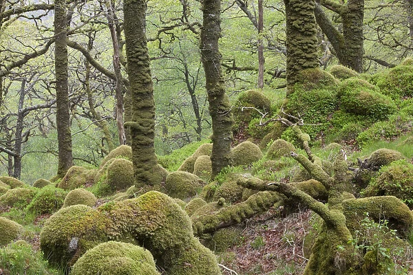 Oak woodland in spring with moss covered glacial rocks, Sunart Oakwoods, Ardnamurchan