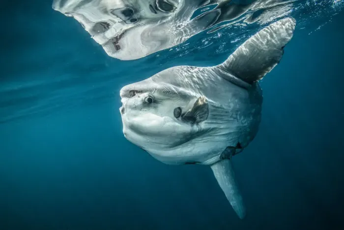 Framed Print : Ocean sunfish (Mola mola) off Halifax, Nova Scotia, Canada. July Framed Print : Ocean sunfish (Mola mola) off Halifax, Nova Scotia, Canada. July