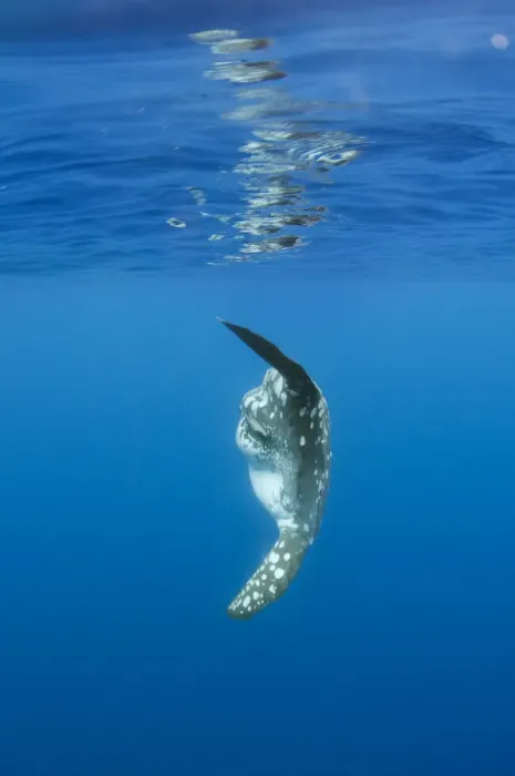 Framed Print : Ocean sunfish (Mola mola) Pico, Azores, Portugal, June 2009 Framed Print : Ocean sunfish (Mola mola) Pico, Azores, Portugal, June 2009