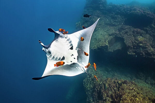 Oceanic manta ray (Mobula birostris) rolling over on its back as it is cleaned by Clarion angelfish (Holacanthus clarionensis), Revillagigedo Islands, Mexico, Pacific Ocean