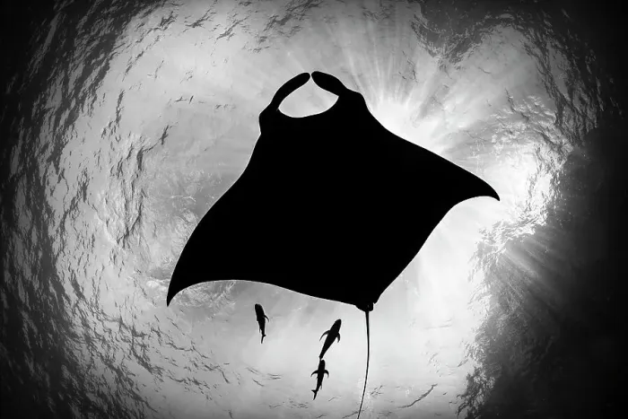 Framed Print : Oceanic manta ray (Mobula birostris) accompanied by three Black jacks (Caranx lugubris) silhouetted, Revillagigedo Islands, Mexico, Pacific Ocean Framed Print : Oceanic manta ray (Mobula birostris) accompanied by three Black jacks (Caranx lugubris) silhouetted, Revillagigedo Islands, Mexico, Pacific Ocean