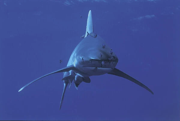 Oceanic whitetip shark {Carcharhinus longimanus} and Pilotfish {Naucrates ductor} Red Sea