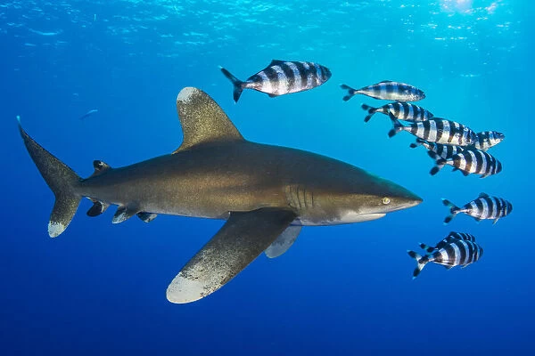 Oceanic whitetip shark (Carcharhinus longimanus) accompanied by a group of Pilotfish