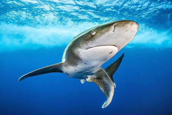 Oceanic whitetip shark (Carcharhinus longimanus) swimming close to surface