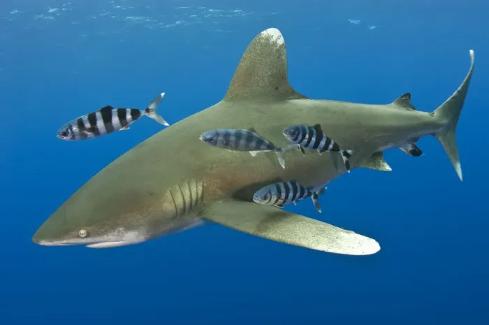 Framed Print : Oceanic whitetip shark (Carcharhinus longimanus) with Pilot fish (Naucrates ductor) Framed Print : Oceanic whitetip shark (Carcharhinus longimanus) with Pilot fish (Naucrates ductor)