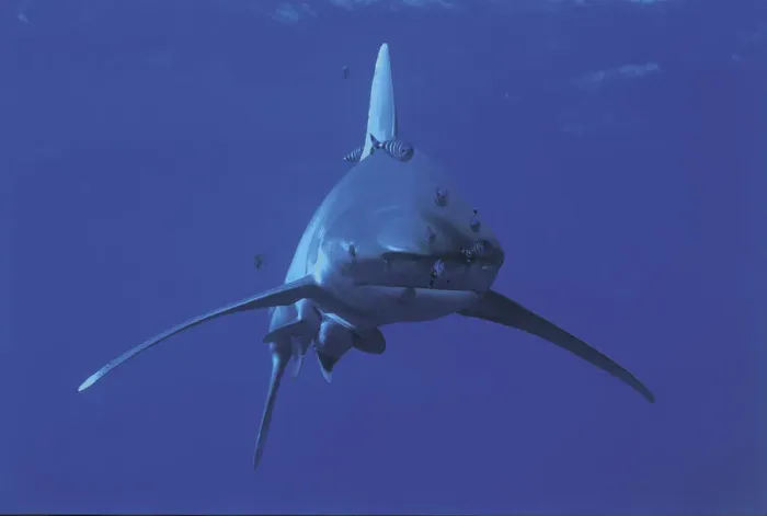 Framed Print : Oceanic whitetip shark {Carcharhinus longimanus} and Pilotfish {Naucrates ductor} Red Sea Framed Print : Oceanic whitetip shark {Carcharhinus longimanus} and Pilotfish {Naucrates ductor} Red Sea