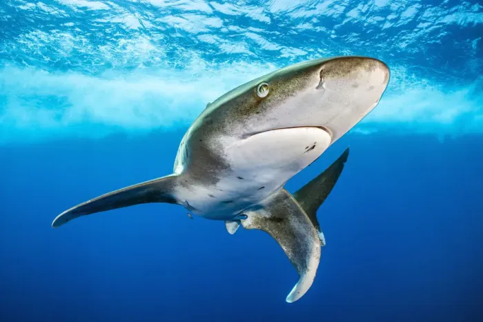 Framed Print : Oceanic whitetip shark (Carcharhinus longimanus) swimming close to surface Framed Print : Oceanic whitetip shark (Carcharhinus longimanus) swimming close to surface