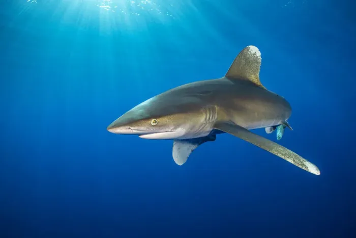 Framed Print : Oceanic whitetip shark (Carcharhinus longimanus) swims in open waters Framed Print : Oceanic whitetip shark (Carcharhinus longimanus) swims in open waters
