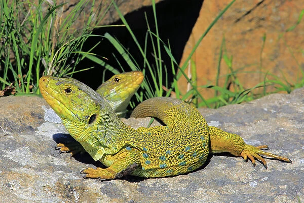 Ocellated or jewelled lizards (Timon lepidus) basking on rocks