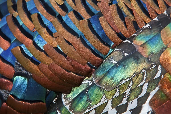 Detail of Ocellated Turkey (Meleagris  /  Agriocharis ocellata) plumage