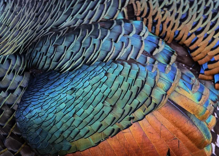 Framed Print : Ocellated turkey (Meleagris ocellata) plumage detail, Mayan Biosphere, Peten, Guatemala Framed Print : Ocellated turkey (Meleagris ocellata) plumage detail, Mayan Biosphere, Peten, Guatemala