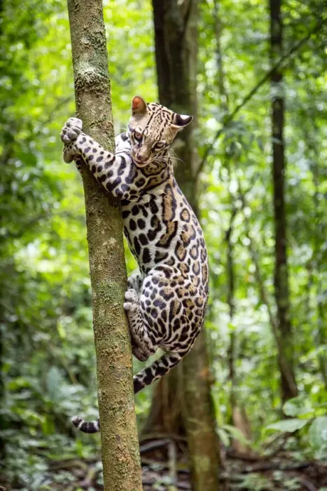 Framed Print : Ocelot (Leopardus pardalis) climbing a tree trunk Costa Rica, Central America, 2016 Framed Print : Ocelot (Leopardus pardalis) climbing a tree trunk Costa Rica, Central America, 2016