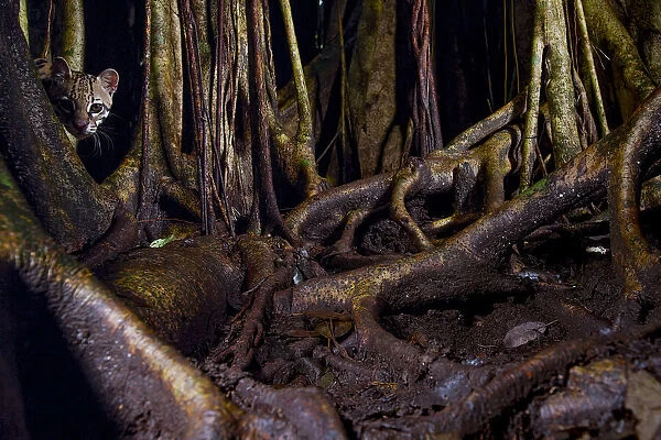 Ocelot (Leopardus pardalis) hiding amongst tree roots, Costa Rica, Central America, 2016