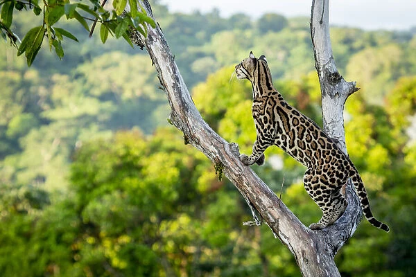 Ocelot (Leopardus pardalis) high up in tree, Costa Rica, Central America, 2016. Filmed for the BBC series Big Cats