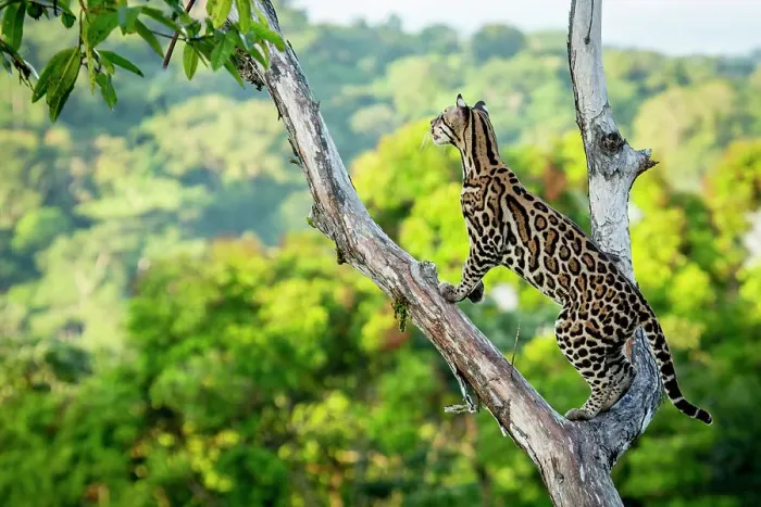 Framed Print : Ocelot (Leopardus pardalis) high up in tree, Costa Rica, Central America, 2016. Filmed for the BBC series Big Cats