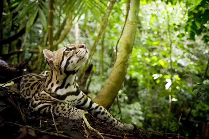 Framed Print : Ocelot (Leopardus pardalis) looking up, Costa Rica, Central America, 2016