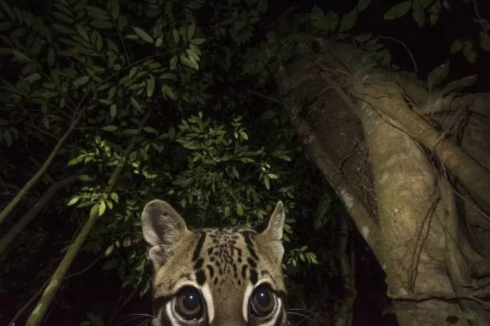 Framed Print : Ocelot (Leopardus pardalis) portrait. camera trap image, Nicoya Peninsula, Costa Rica Framed Print : Ocelot (Leopardus pardalis) portrait. camera trap image, Nicoya Peninsula, Costa Rica
