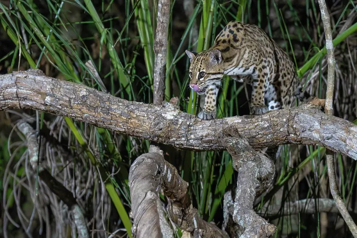 Framed Print : Ocelot (Leopardus pardalis) standing on branch over a river licking its nose, Transpantaneira, Pantanal, Mato Grosso, Brazil Framed Print : Ocelot (Leopardus pardalis) standing on branch over a river licking its nose, Transpantaneira, Pantanal, Mato Grosso, Brazil