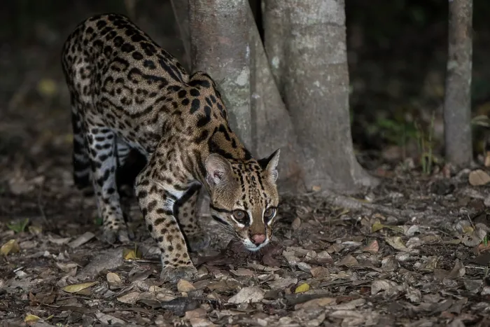 Framed Print : Ocelot (Leopardus pardalis) walking in wetland forest, Pantanal, Mato Grosso, Brazil