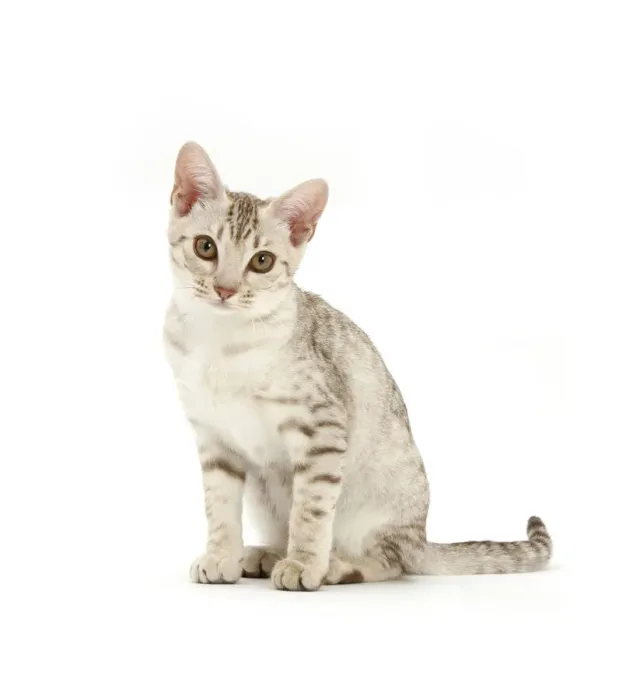 Framed Print : Ocicat kitten sitting Framed Print : Ocicat kitten sitting