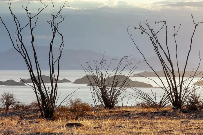 Framed Print : Ocotillo bush (Fouquieria splendens) with islands beyond. Bahia de los Angeles Biosphere Reserve, Sea of Cortez, Mexico. April Framed Print : Ocotillo bush (Fouquieria splendens) with islands beyond. Bahia de los Angeles Biosphere Reserve, Sea of Cortez, Mexico. April