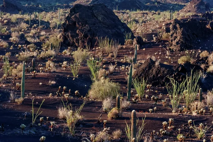 Framed Print : Ocotillo (Fouquieria splendens), Teddy-bear cholla (Cylindropuntia bigelovii) and Saguaro cactus (Carnegiea gigantea) in volcanic ash field, El Pinacate Biosphere Reserve Framed Print : Ocotillo (Fouquieria splendens), Teddy-bear cholla (Cylindropuntia bigelovii) and Saguaro cactus (Carnegiea gigantea) in volcanic ash field, El Pinacate Biosphere Reserve