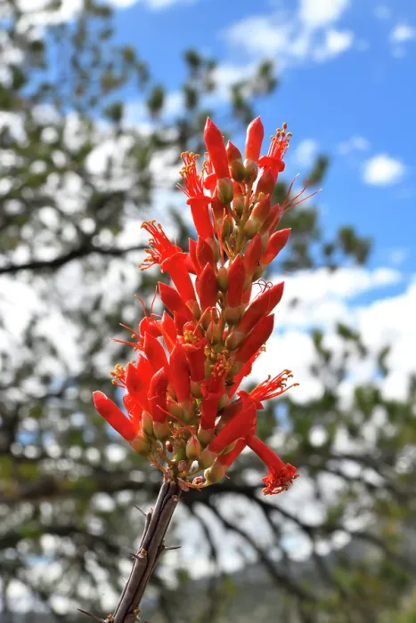 Framed Print : Ocotillo (Fouquieria splendens) in flower, Chihuahuan Desert, Arizona, USA. May Framed Print : Ocotillo (Fouquieria splendens) in flower, Chihuahuan Desert, Arizona, USA. May