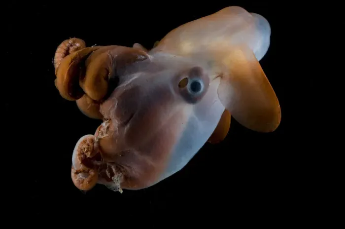 Framed Print : Octopod {Grimpoteuthis discoveryi} Mid-Atlantic Ridge, North Atlantic Ocean Framed Print : Octopod {Grimpoteuthis discoveryi} Mid-Atlantic Ridge, North Atlantic Ocean
