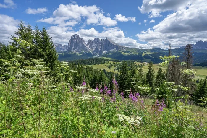 Framed Print : Odle / Geisler mountain group viewed from Alpe di Siusi in summer, Puez-Odle Nature Park, South Tyrol, Italian Dolomites, Italy. August, 2023 Framed Print : Odle / Geisler mountain group viewed from Alpe di Siusi in summer, Puez-Odle Nature Park, South Tyrol, Italian Dolomites, Italy. August, 2023
